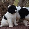 Chiot Landseer Faun et Combo z laderova